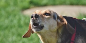 Decoding Canine Body Language: Unveiling the Signs of a Potential Dog Attack