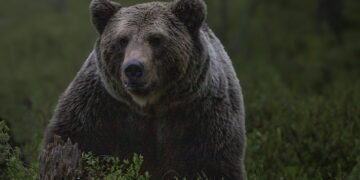 Bear Necessities: Essential Tips for Surviving a Bear Encounter