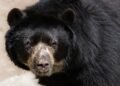 The Tell-Tale Signs: Understanding Bear Behavior Before an Attack