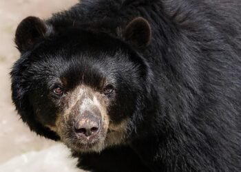 The Tell-Tale Signs: Understanding Bear Behavior Before an Attack