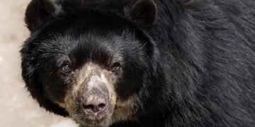 The Tell-Tale Signs: Understanding Bear Behavior Before an Attack