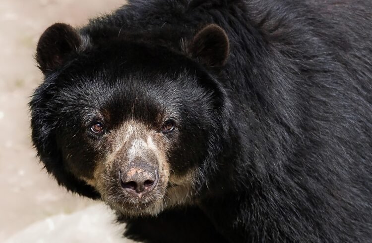 The Tell-Tale Signs: Understanding Bear Behavior Before an Attack