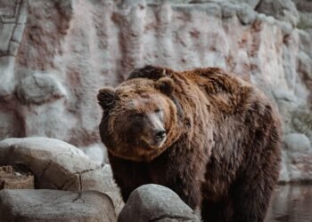 Facing the Beast: The Dangerous Consequences of Running from a Bear