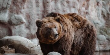 Facing the Beast: The Dangerous Consequences of Running from a Bear