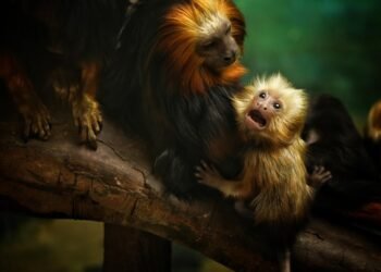 Monkey Madness: How to Stay Safe and Prevent Attacks