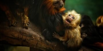 Monkey Madness: How to Stay Safe and Prevent Attacks