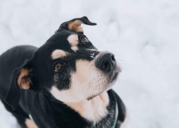 Surviving a Dog Attack: Stay Calm, Stay Safe, Stay in Control