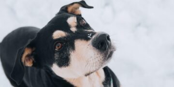 Surviving a Dog Attack: Stay Calm, Stay Safe, Stay in Control