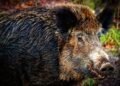 Battling the Beast: Surviving a Wild Pig Attack