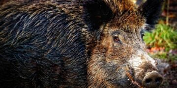 Battling the Beast: Surviving a Wild Pig Attack