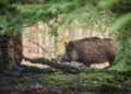 Surviving the Charge: How to Handle a Wild Boar Encounter