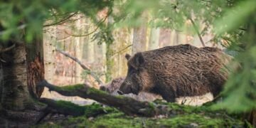 Surviving the Charge: How to Handle a Wild Boar Encounter