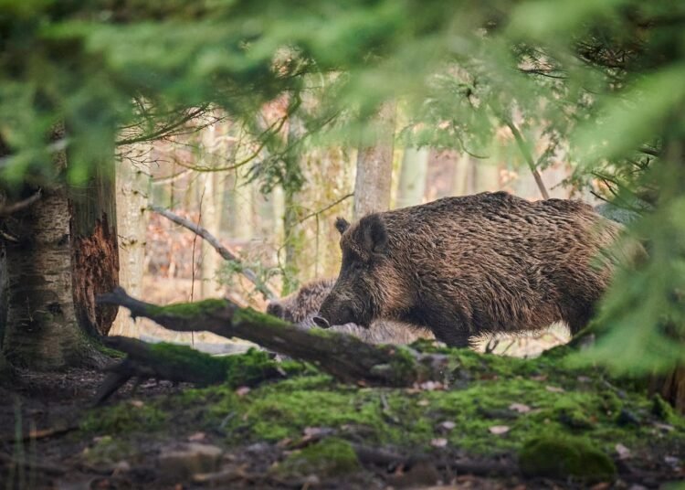 Surviving the Charge: How to Handle a Wild Boar Encounter