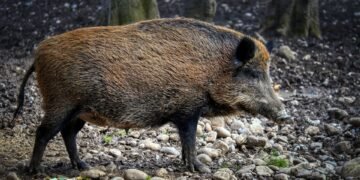 Survival Skills: How to Defend Against a Wild Boar Attack