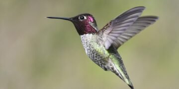 Surviving the Sky: Strategies for Defending Against Bird Attacks