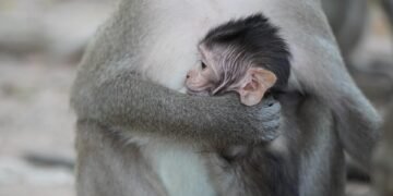 Monkey Business: How to Protect Yourself from a Primate Attack