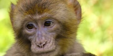 Stay Safe: How to Prevent Monkey Attacks and Stay out of Harm’s Way