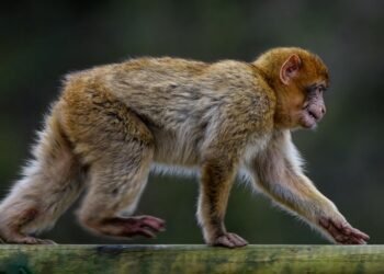 Surviving the Wild: Navigating Monkey Territory with Skill and Strategy