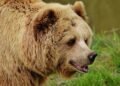 Surviving the Unthinkable: Strategies for Defending Against Bear Attacks