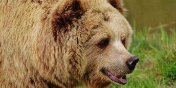 Surviving the Unthinkable: Strategies for Defending Against Bear Attacks