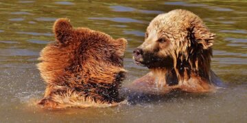 Against the Odds: A Story of Courage and Survival in the Face of a Bear Attack