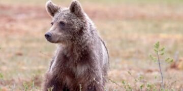 Surviving the Unthinkable: Mastering Bear Attack Defense Strategies