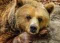 Surviving the Unthinkable: Strategies for Defending Against a Bear Attack