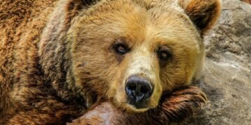 Surviving the Unthinkable: Strategies for Defending Against a Bear Attack