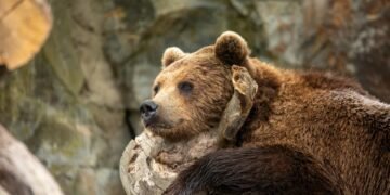 Surviving the Wild: Essential Animal Encounter Tips for Adventure Seekers