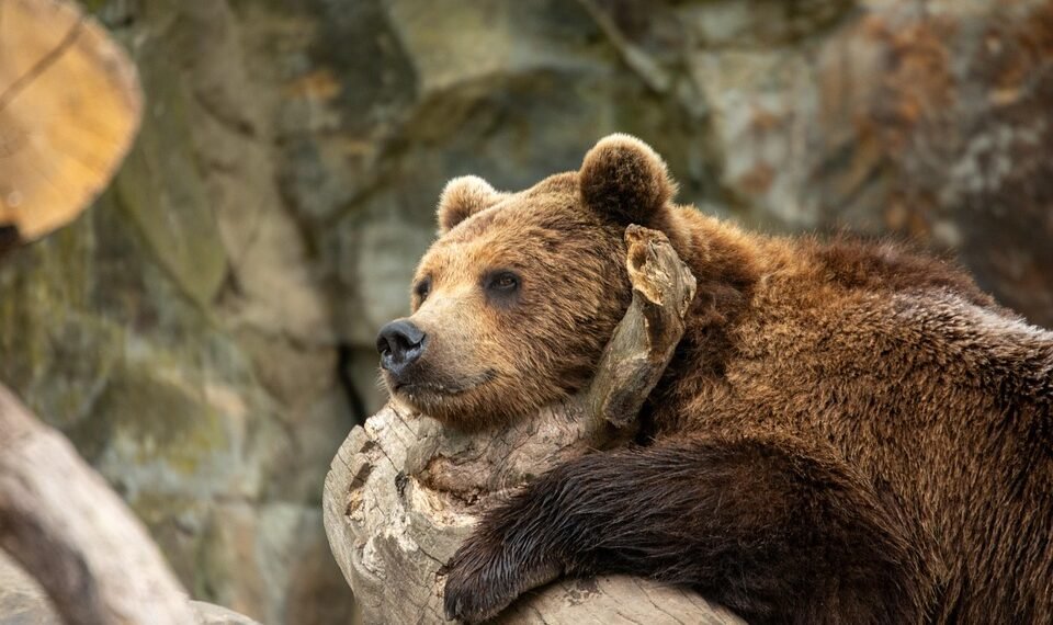 Surviving the Wild: Essential Animal Encounter Tips for Adventure Seekers