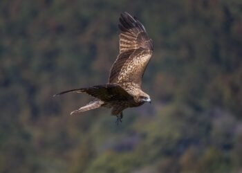 Mastering the Art of Bird Deterrence: Strategies to Terrify Aggressive Avian Invaders
