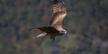 Mastering the Art of Bird Deterrence: Strategies to Terrify Aggressive Avian Invaders