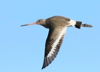 The Battleground of Bird Territories: Understanding the Dynamics of Avian Territory Defense