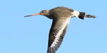 The Battleground of Bird Territories: Understanding the Dynamics of Avian Territory Defense