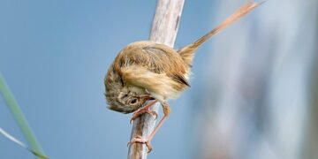Surviving the Sky: How to Handle Bird Attacks While Biking