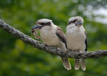 Surviving the Circle: How to React When a Shark Circles