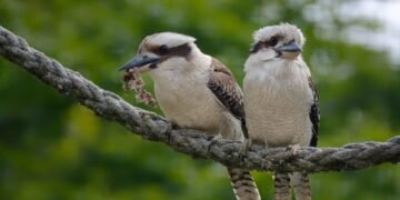 Surviving the Circle: How to React When a Shark Circles