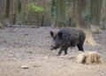 Surviving the Charge: How to React When a Wild Boar Comes at You