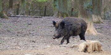 Surviving the Charge: How to React When a Wild Boar Comes at You