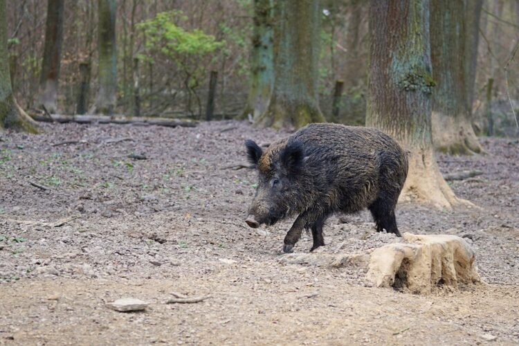 Surviving the Charge: How to React When a Wild Boar Comes at You