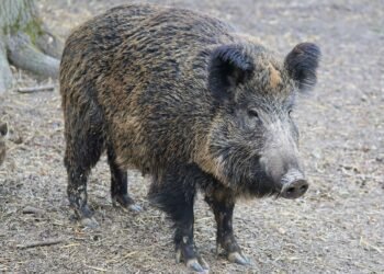 Survival Instincts: Defending Against Wild Boar Attacks
