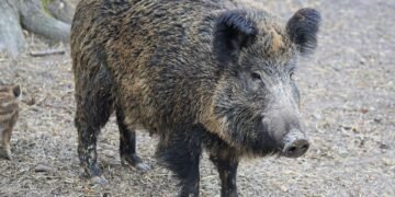 Survival Instincts: Defending Against Wild Boar Attacks
