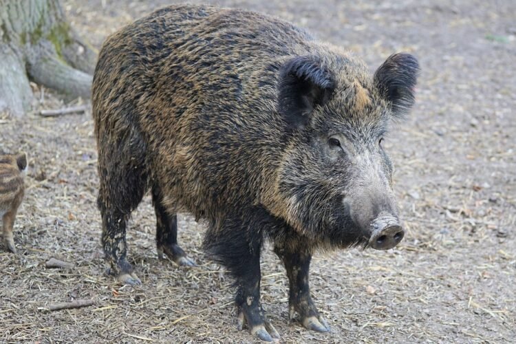 Survival Instincts: Defending Against Wild Boar Attacks