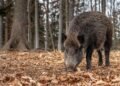 Surviving a Wild Pig Attack: Tales of Courage and Resilience
