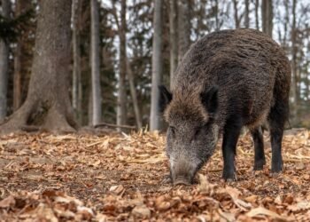 Surviving a Wild Pig Attack: Tales of Courage and Resilience