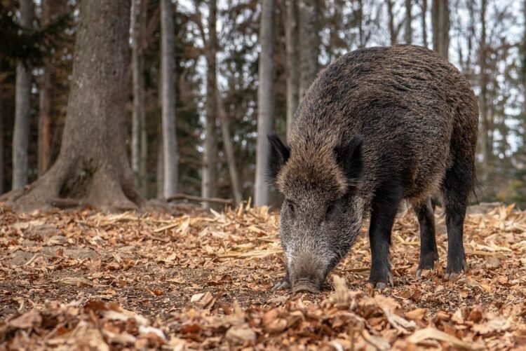 Surviving a Wild Pig Attack: Tales of Courage and Resilience