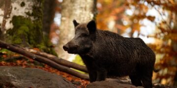 Surviving the Unthinkable: Tales of Wild Pig Attack Resilience