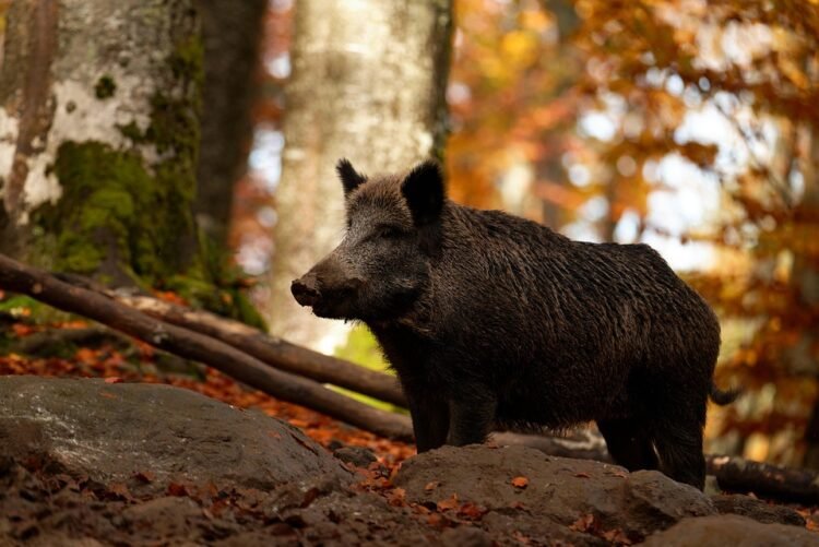Surviving the Unthinkable: Tales of Wild Pig Attack Resilience