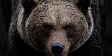 Against the Odds: A Story of Courage and Survival in a Bear Attack