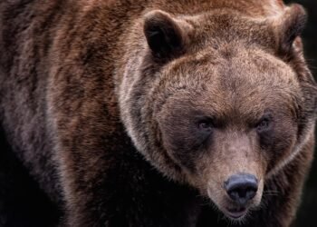 Survival Instincts: Strategies for Defending Against Black Bear and Grizzly Attacks